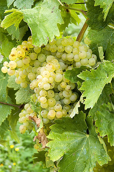 Futur Cognac