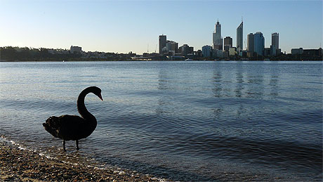 Black Swam and the City