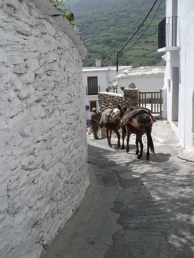 Paysan et ses mules