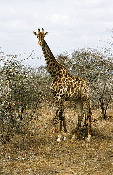 Girafe
