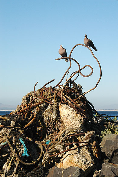 Tourterelles sur leur perchoir, Le Cap