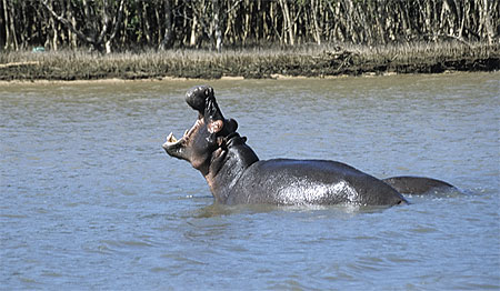 Hippopotame