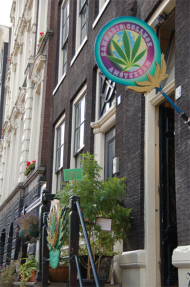 Plantes