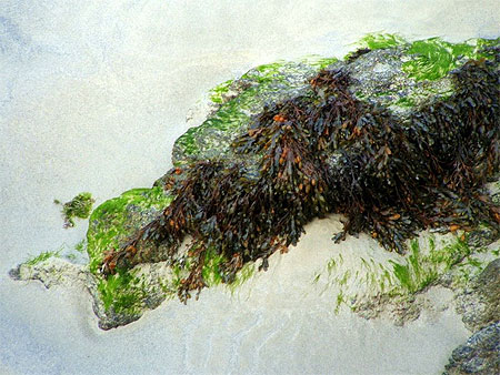 Animal fabuleux marin