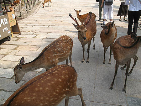 Daims pr�s du temple Todaiji