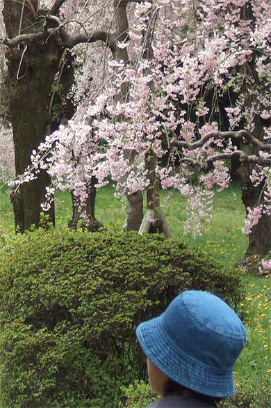 Le chapeau bleu
