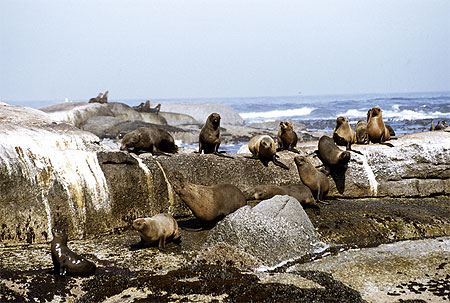 Otaries