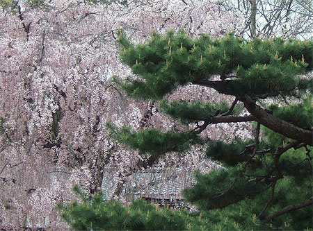 Splendeur des jardins de Kyoto