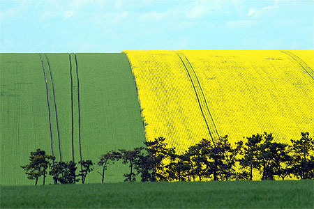 Vert et jaune