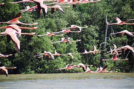 Envol�e de flamants roses
