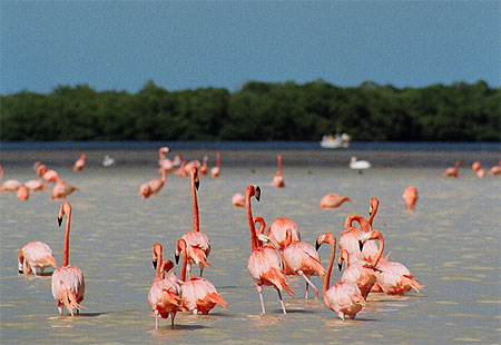 Flamants roses - Celestun