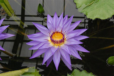 N�nuphar