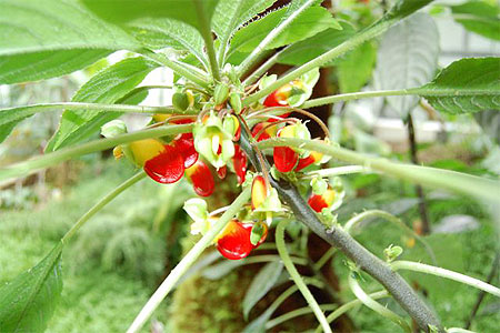 Plantes tropicales au milieu de l'Allemagne