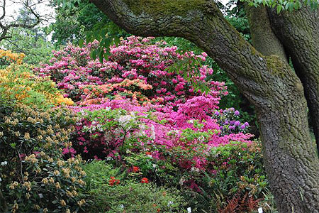 Rhododendrons