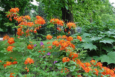 Jardin Botanique