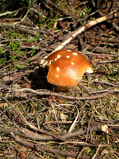 Champignon