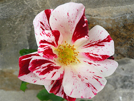 Rose Sisley