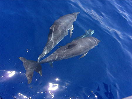 En duo