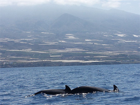 Baleines � Tenerife