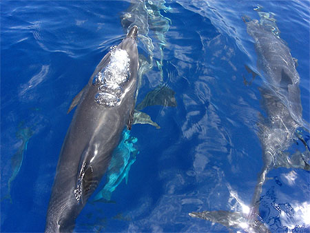 Bulles du dauphin