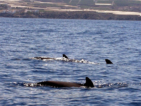 Baleines en vue !