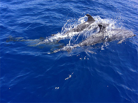 Magnifiques dauphins !