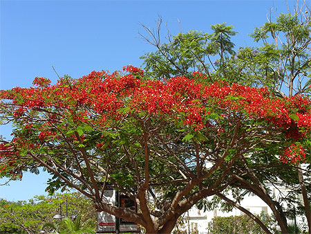 Arbre magnifique !
