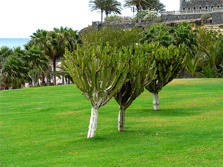Arbres-cactus !