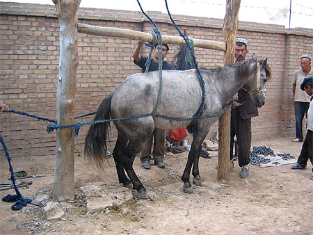 Sur le march� de Kashgar