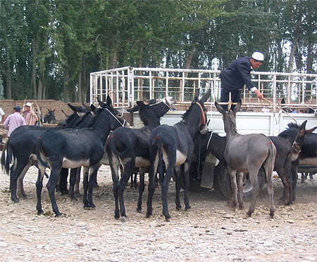 Sur le march� de Kashgar