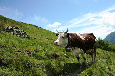 Vache valdotaine