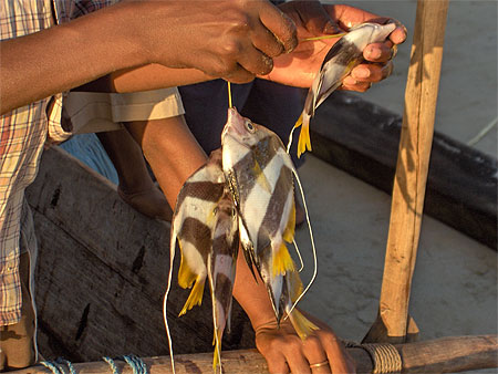 Poissons sur plage de Nosy Be