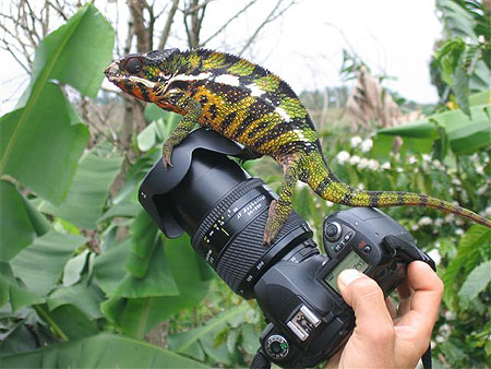 Cam�l�on photographe
