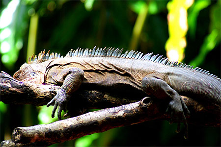 Iguane
