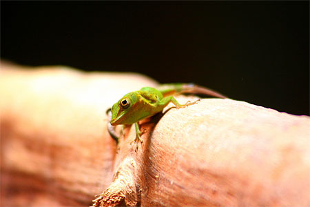 Anoli