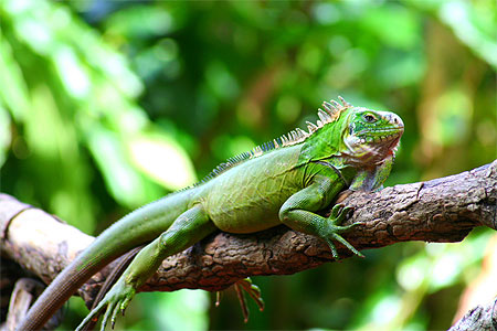 Iguane