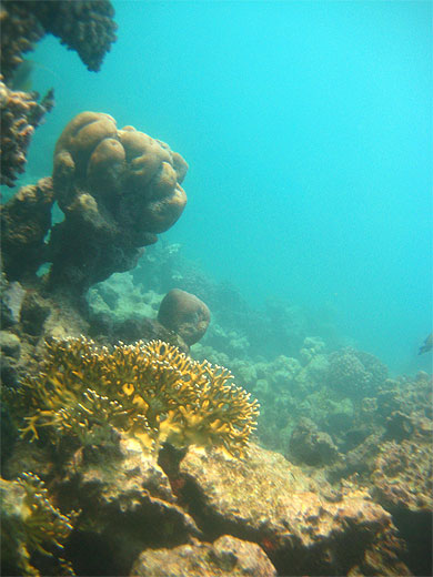 Red Sea 