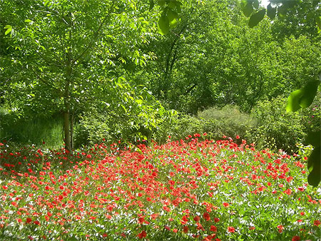 Coquelicots