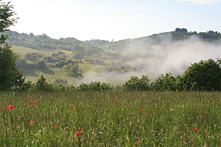 Brume matinale et coquelicots