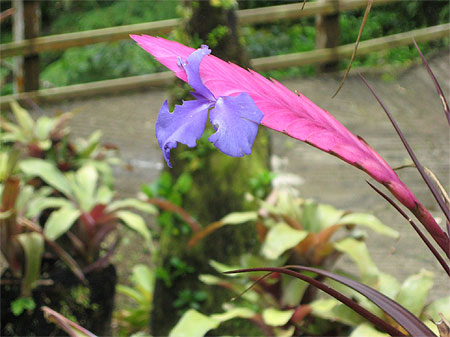 Fleur de cact�e