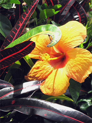 Hibiscus orange