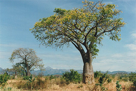 Baobab 