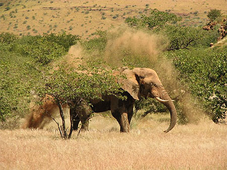 El�phant du d�sert
