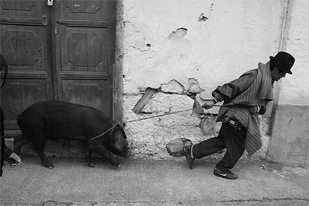 A mon cochon