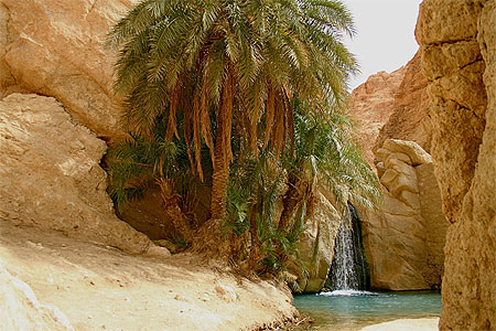 Oasis de Chebika