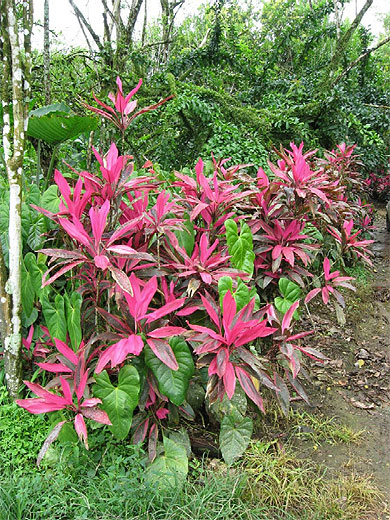 Plantes tropicales sauvages