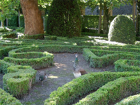 Paons dans jardins � la fran�aise