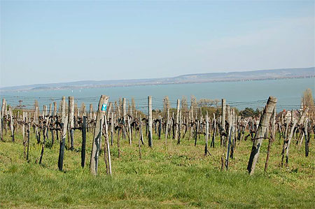 Vignes � Badacsony