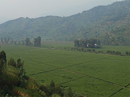 Plantation de th� pr�s de Gisenyi