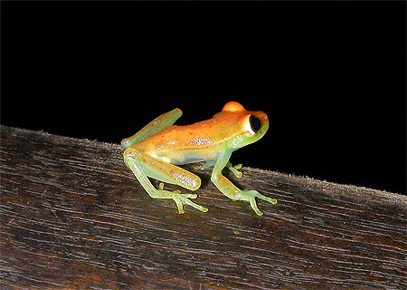 B�b� grenouille d'Amazonie